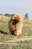 CHOW CHOW 037